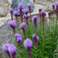 462_7864_Liatris_spicata_Kobold.JPG