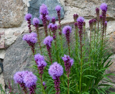 462_7864_Liatris_spicata_Kobold.JPG