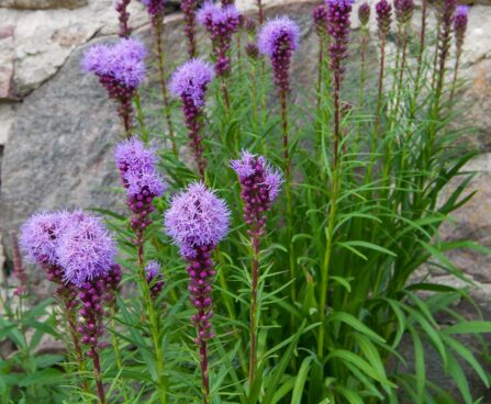 462_7865_Liatris_spicata_Kobold_2.JPG