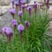 462_7865_Liatris_spicata_Kobold_2.JPG