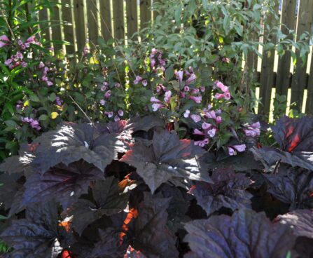 Heuchera micrantha `Palace Purple` helmikpööris