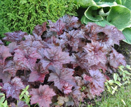 Heuchera micrantha `Palace Purple` helmikpööris