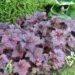 Heuchera micrantha `Palace Purple` helmikpööris