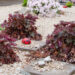 478_8029_Heuchera_micrantha_Palace_Purple.JPG