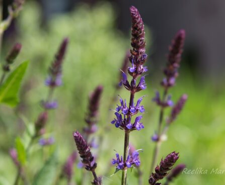 487_8454_Salvia_nemorosa.JPG