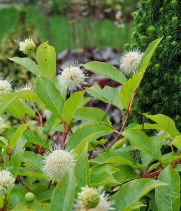 494_4494_Cephalanthus.jpg