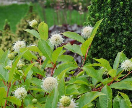 494_4494_Cephalanthus.jpg