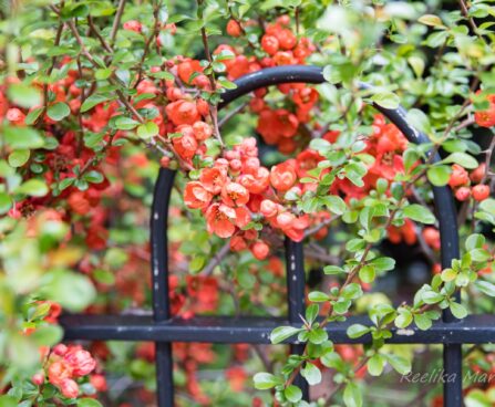 496_8254_Chaenomeles_superba.JPG