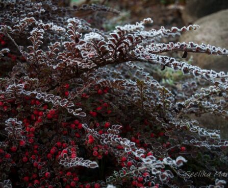 Cotoneaster