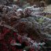 Cotoneaster