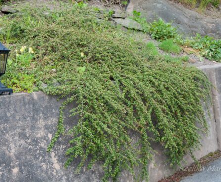 500_7954_Cotoneaster.JPG