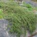 500_7954_Cotoneaster.JPG