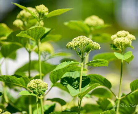 504_7509_Hydrangea_arborescens_White_Dome.JPG