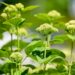 504_7509_Hydrangea_arborescens_White_Dome.JPG