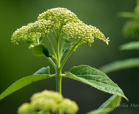 504_7510_Hydrangea_arborescens_White_Dome_2.JPG