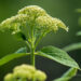 504_7510_Hydrangea_arborescens_White_Dome_2.JPG