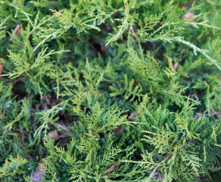 520_6543_Juniperus_media_Mordigan_Gold.JPG