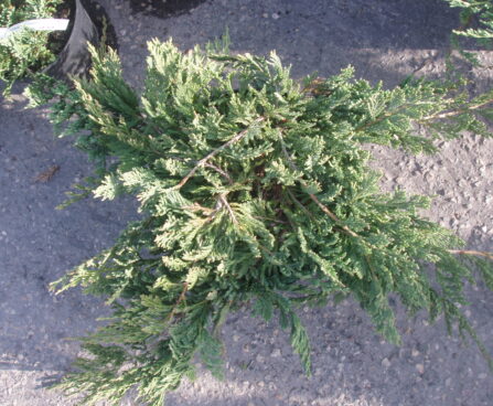 Juniperus horizontalis Blue_Chip roomav kadakas.jpg