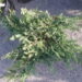Juniperus horizontalis Blue_Chip roomav kadakas.jpg