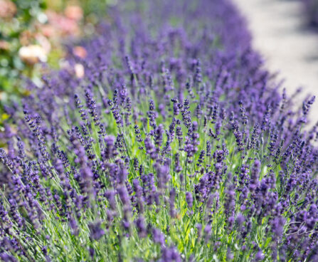 545_10715_Lavandula_angustifolia_lavendel.jpg