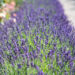 545_10715_Lavandula_angustifolia_lavendel.jpg