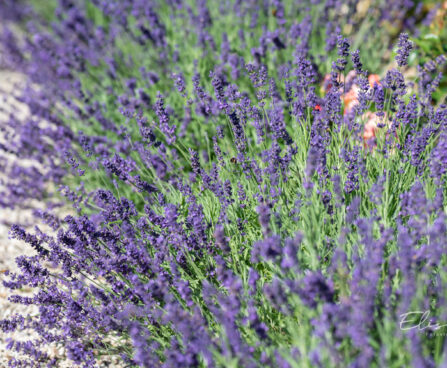545_10718_Lavandula_angustifolia_lavendel_4.jpg