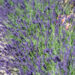 545_10718_Lavandula_angustifolia_lavendel_4.jpg