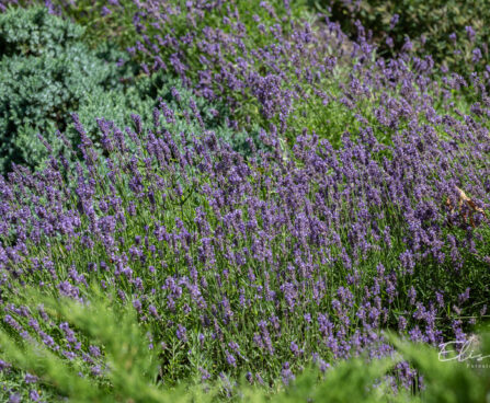 545_10875_Lavandula_angustifolia_lavendel_5.jpg