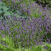 545_10875_Lavandula_angustifolia_lavendel_5.jpg