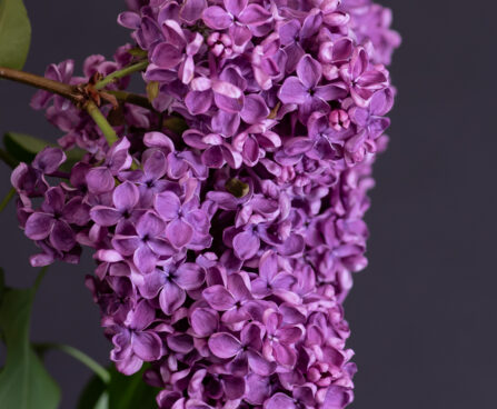 548_11307_Syringa_vulgaris_harilik_sirel_2.jpg