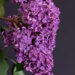 548_11307_Syringa_vulgaris_harilik_sirel_2.jpg