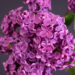 548_11308_Syringa_vulgaris_harilik_sirel.jpg