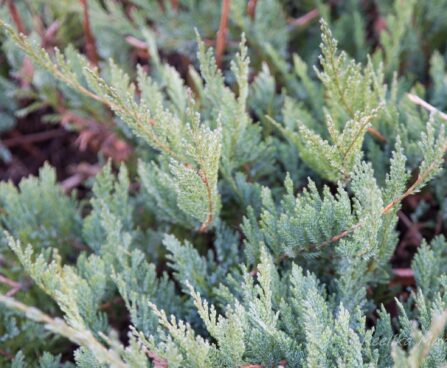145_6546_Juniperus_horizontalis_Blue_Chip.JPG