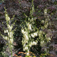 554_10884_Yucca_filamentosa_taakliilia_2.jpg