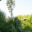 554_6765_Yucca_filamentosa.JPG