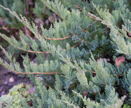145_6547_Juniperus_horizontalis_Blue_Chip1.JPG