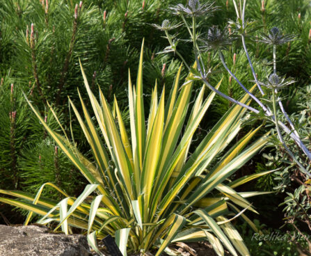 555_6450_Yucca_filamentosa_Bright_Edge__2.JPG