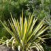 555_6450_Yucca_filamentosa_Bright_Edge__2.JPG