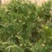 563_6673_Juniperus_sabina_Variegata_.JPG