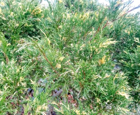 563_7314_Juniperus_sabina_Variegata.JPG