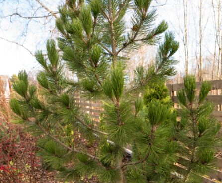 569_6594_Pinus_leucodermis_Horak_3.JPG