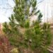 569_6594_Pinus_leucodermis_Horak_3.JPG