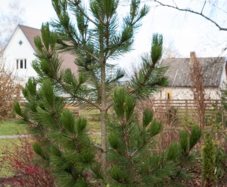 569_6595_Pinus_leucodermis_Horak.JPG