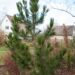 569_6595_Pinus_leucodermis_Horak.JPG