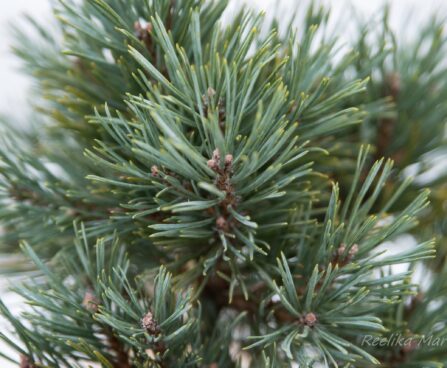575_7061_Pinus_sylvestris_Watereri.JPG