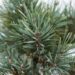 575_7061_Pinus_sylvestris_Watereri.JPG