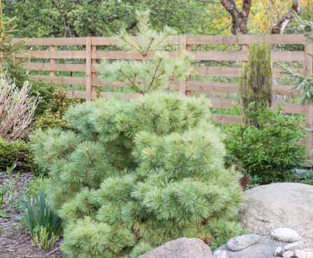 576_7556_Pinus_strobus_Nana.JPG