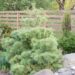 576_7556_Pinus_strobus_Nana.JPG