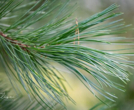 576_9604_Pinus_strobus_valge_mand_3.jpg