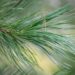 576_9604_Pinus_strobus_valge_mand_3.jpg